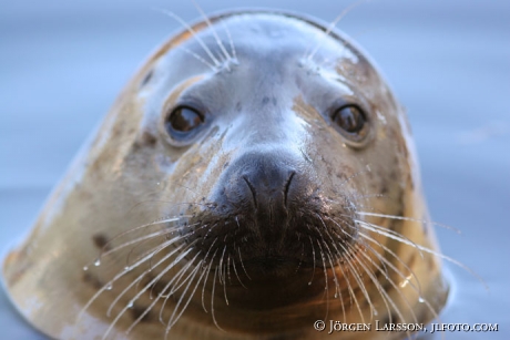 Seal Phoca vitulina