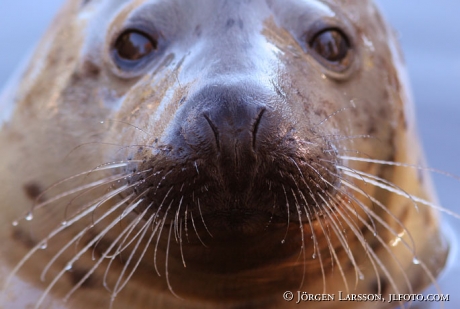 Grey seal  Halichoerus grypus