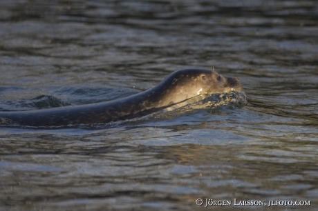 Seal Poca vitulina