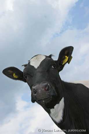 Cow