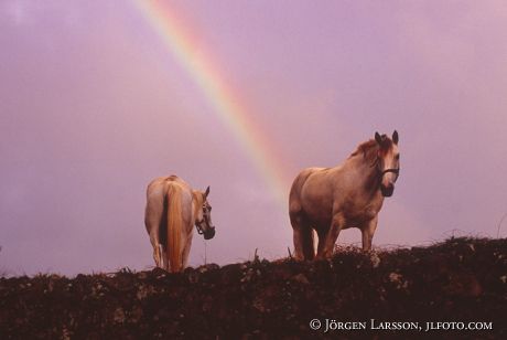 Lusitanos Azorerna Sao Miguel