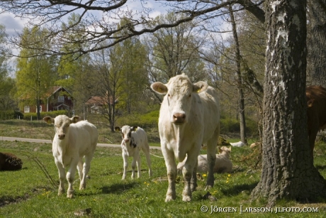 Cows at Lerbo Sodermanland