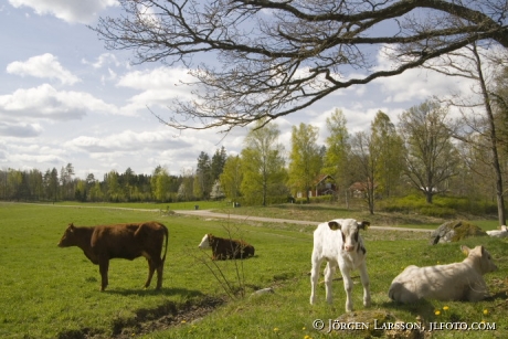 Cows at Lerbo Sodermanland