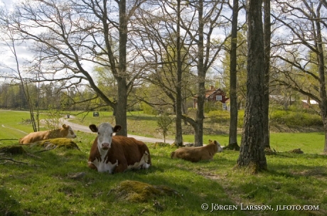 Cows at Lerbo Sodermanland