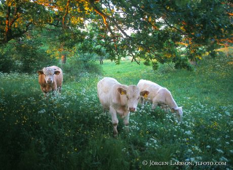 Cow Lerbo Sodermanland Sweden