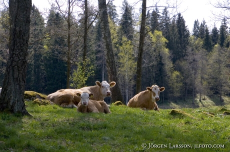 Cows at Lerbo Sodermanland