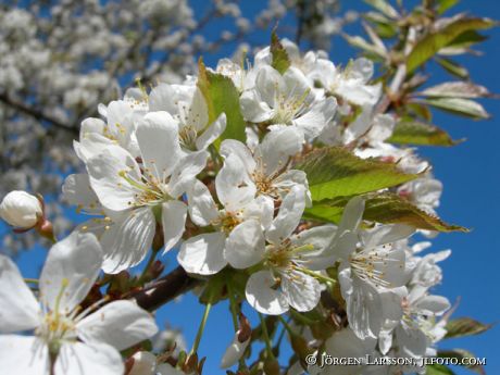 Körsbärsblommor