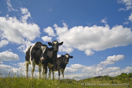 Cows Rorum Skane Sweden