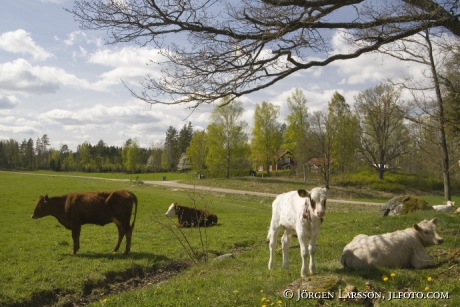 Cows at Lerbo Sodermanland