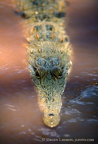 Crocodile Kenya