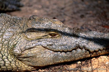 Crocodile Kenya