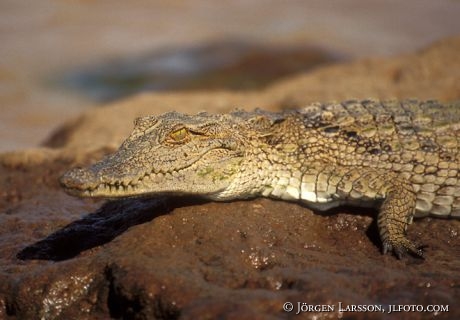 Crocodile Lake Barringo Kenya