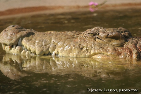 Crocodile Kenya