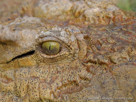 Crocodile Kenya