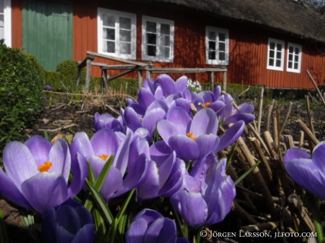 Krokus vid Skånelänga