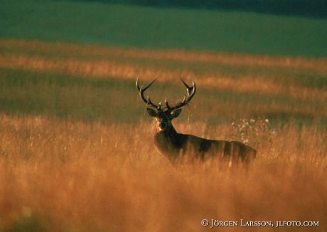 Cervus elaphus