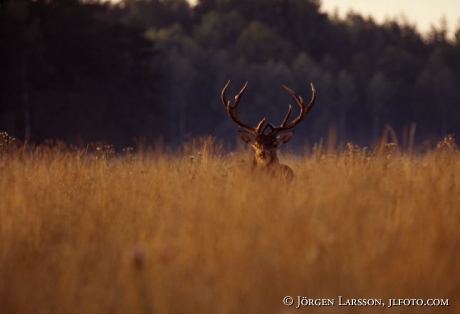 Cervus elaphus