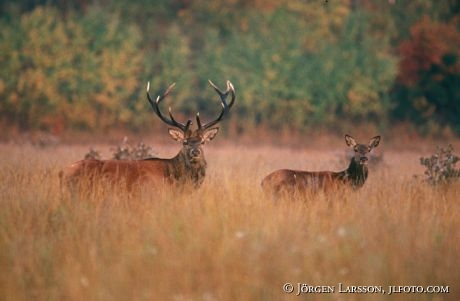 Cervus elaphus