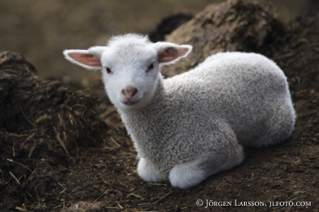 Lamb