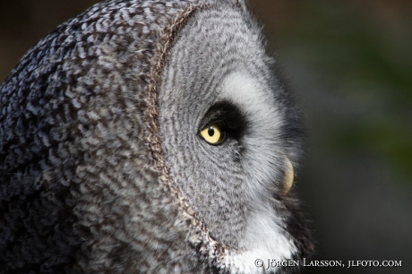 Strix nebulosa  Owl