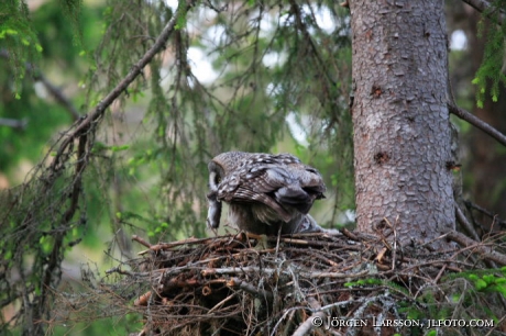 Owl Strix nebulosa Jamtland Sweden
