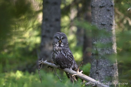 Owl Strix nebulosa Jamtland Sweden