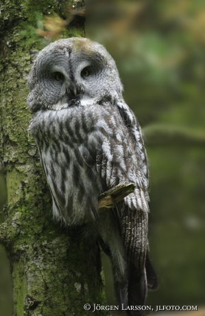 Owl Strix nebulosa