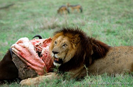 Lion Kenya