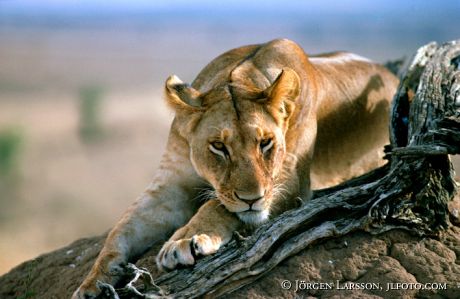 Lion Kenya