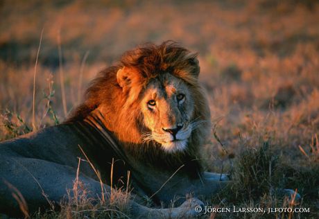 Lion Kenya