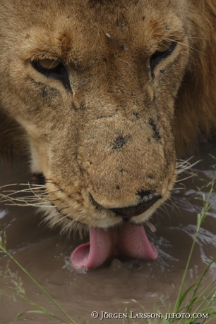 Lion drinking water Kenya