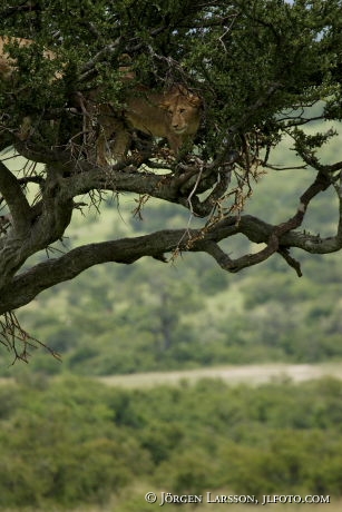 Lion in tree Kenya