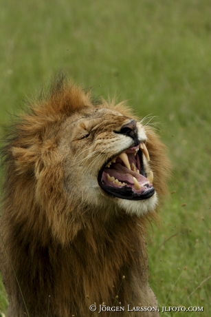 Lion in tree Kenya