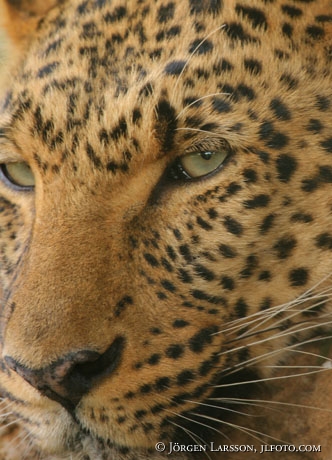 Leopard Kenya