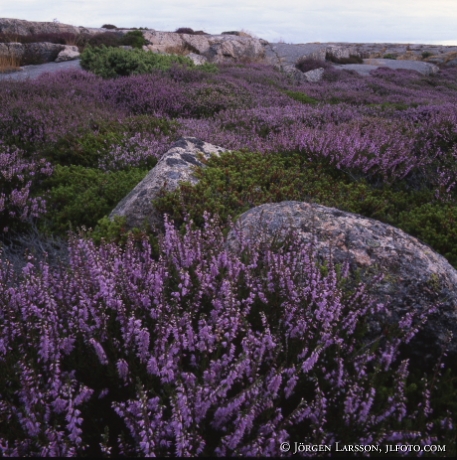 Ljung Ramsvikslandet Bohuslän Sverige