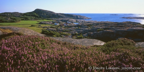 Ramsvikslandet Bohuslan Sweden Heather 6x12n cm