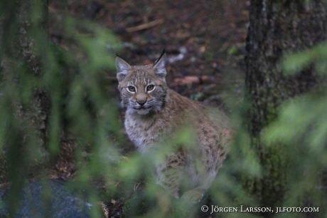 Lynx