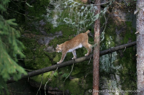 Lynx