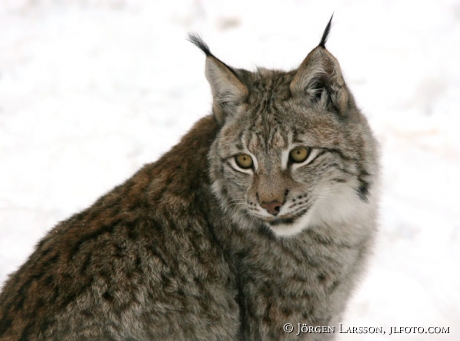 Lynx