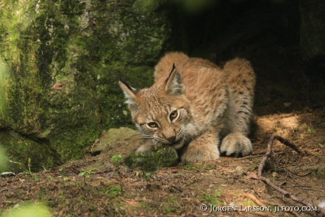 Lynx