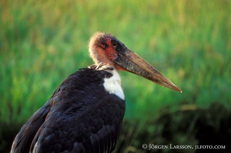 Marabou Lake Navasha Kenya