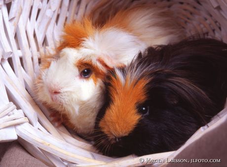 Guinea-Pig