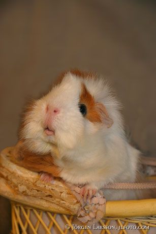 Guinea-Pig