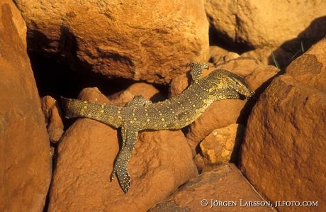 Monitor Lizzard Lake Bogoria Kenya