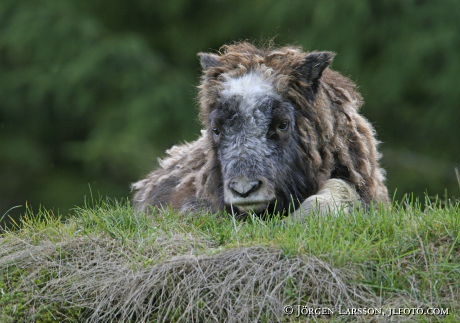 Musk ox