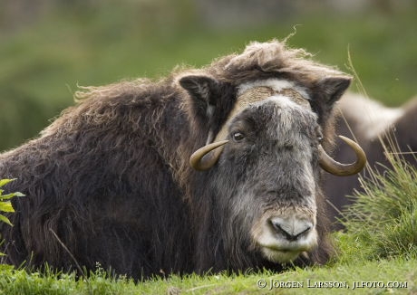 Musk ox