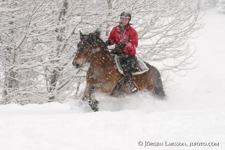 North Swedish Trotter