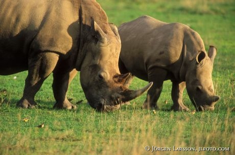 White Rhinocerros  Lake Nakuro Kenya