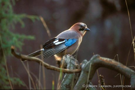 Garrulus glandarius