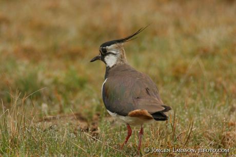 Vanellus vanellus